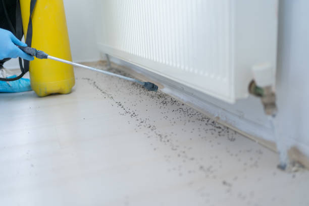 Flea Control Services in Ester, AK